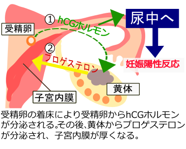 hCG仕組み