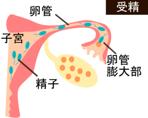 受精図