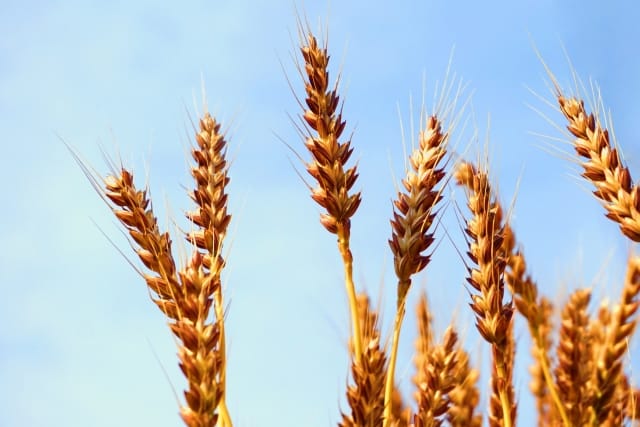 小麦