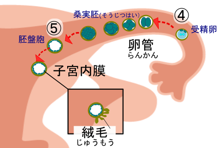 着床のプロセス