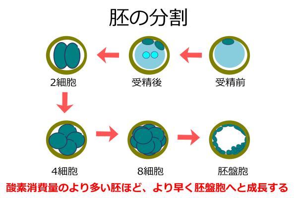 胚の分割