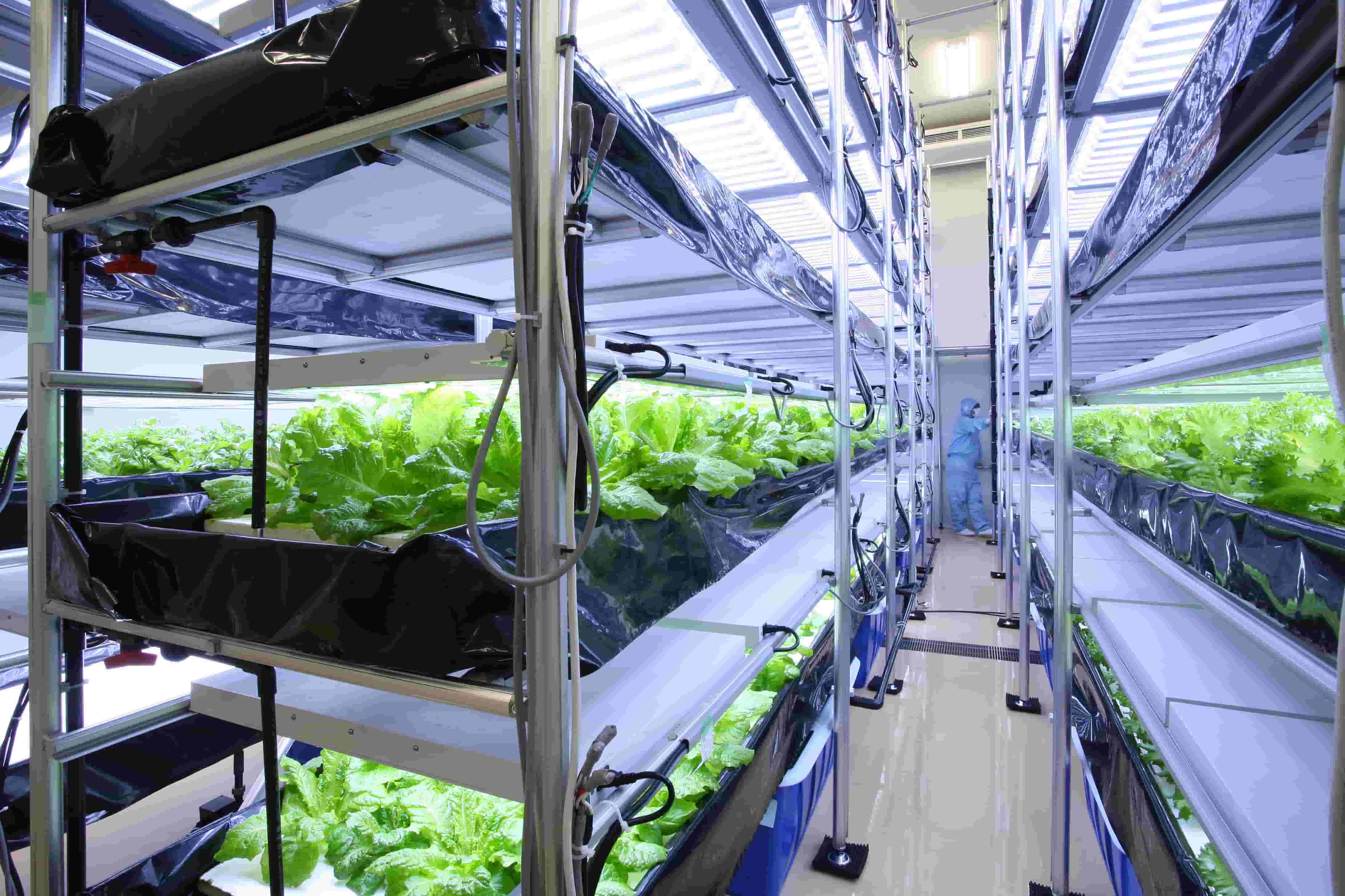 ベジママの原料に含まれる「アイスプラント」の植物工場 最新技術で管理されています！